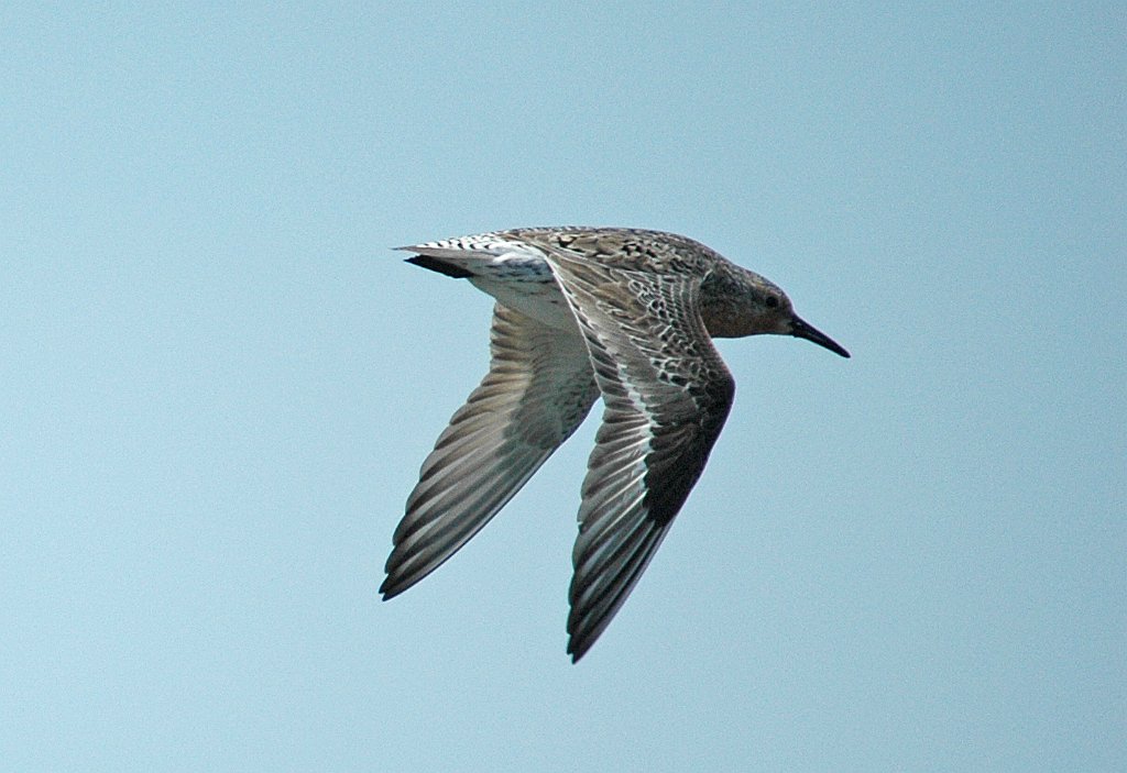 Sandpiper, Red Knot, 2007-05227642 Reed's Beach, NJ.JPG - Red Knot. Reed's Beach, NJ, 5-22-2007